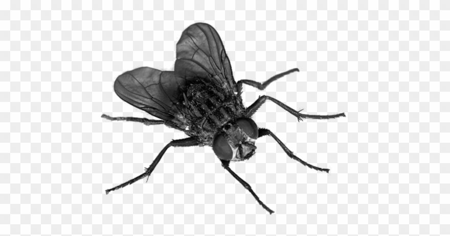flies clipart mosca