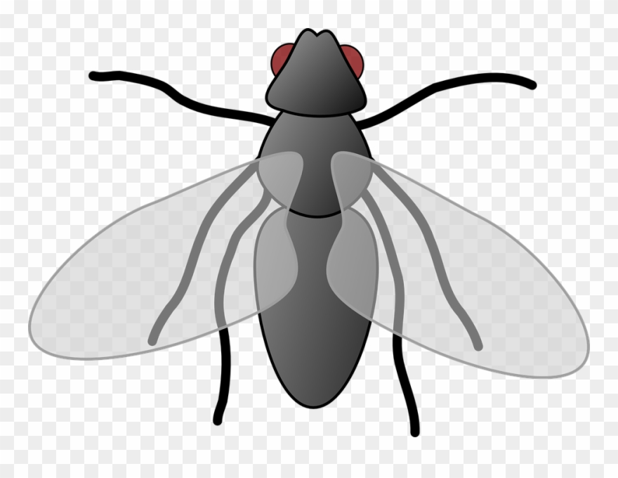 fly clipart printable