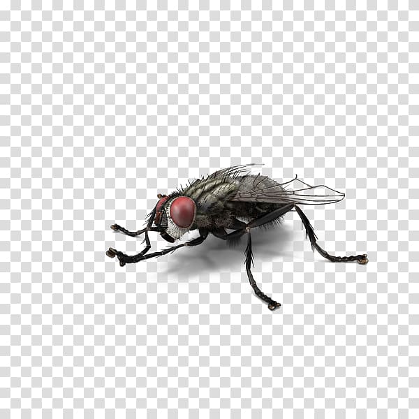 flies clipart transparent
