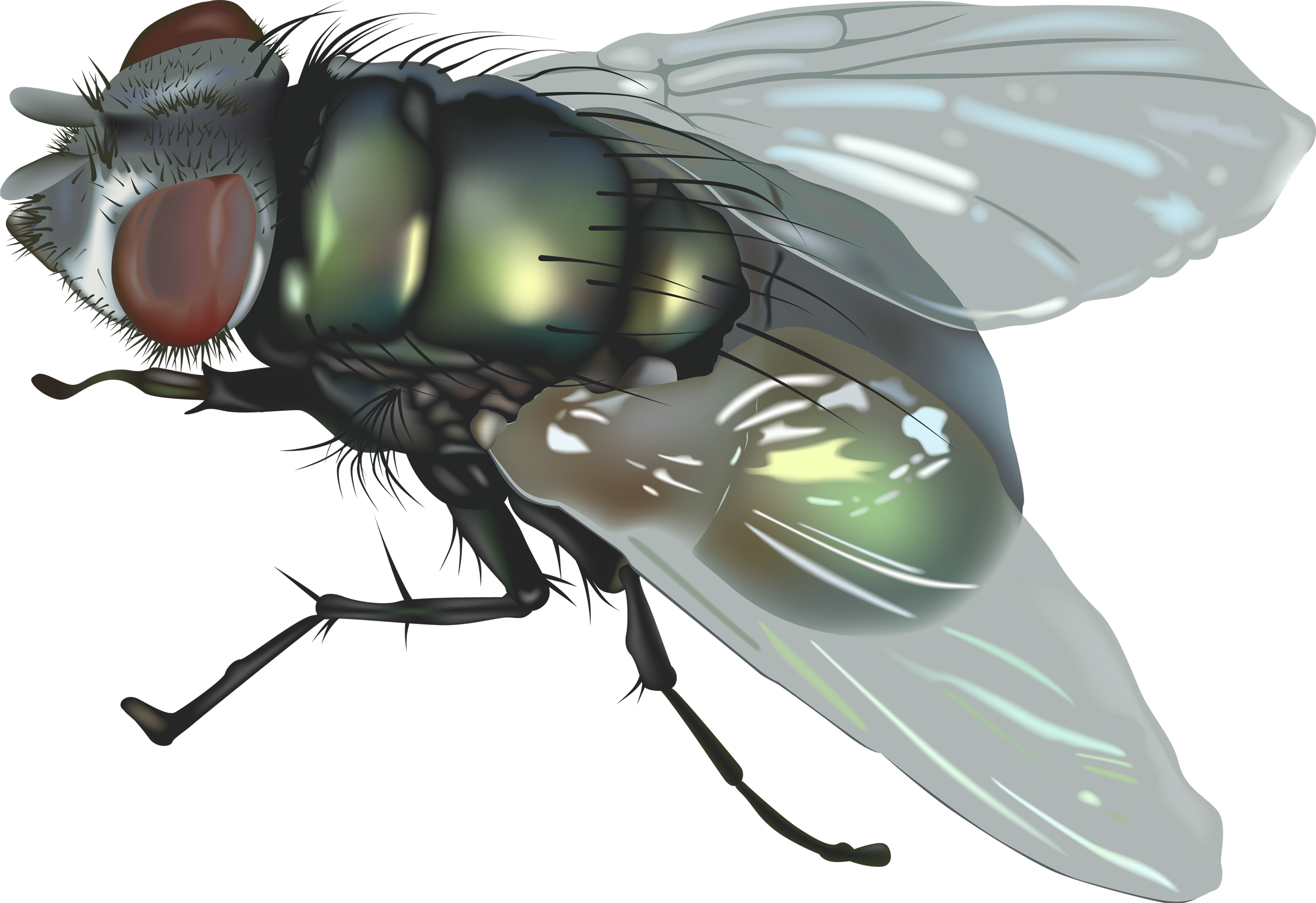 House fly png. Two isolated stock photo