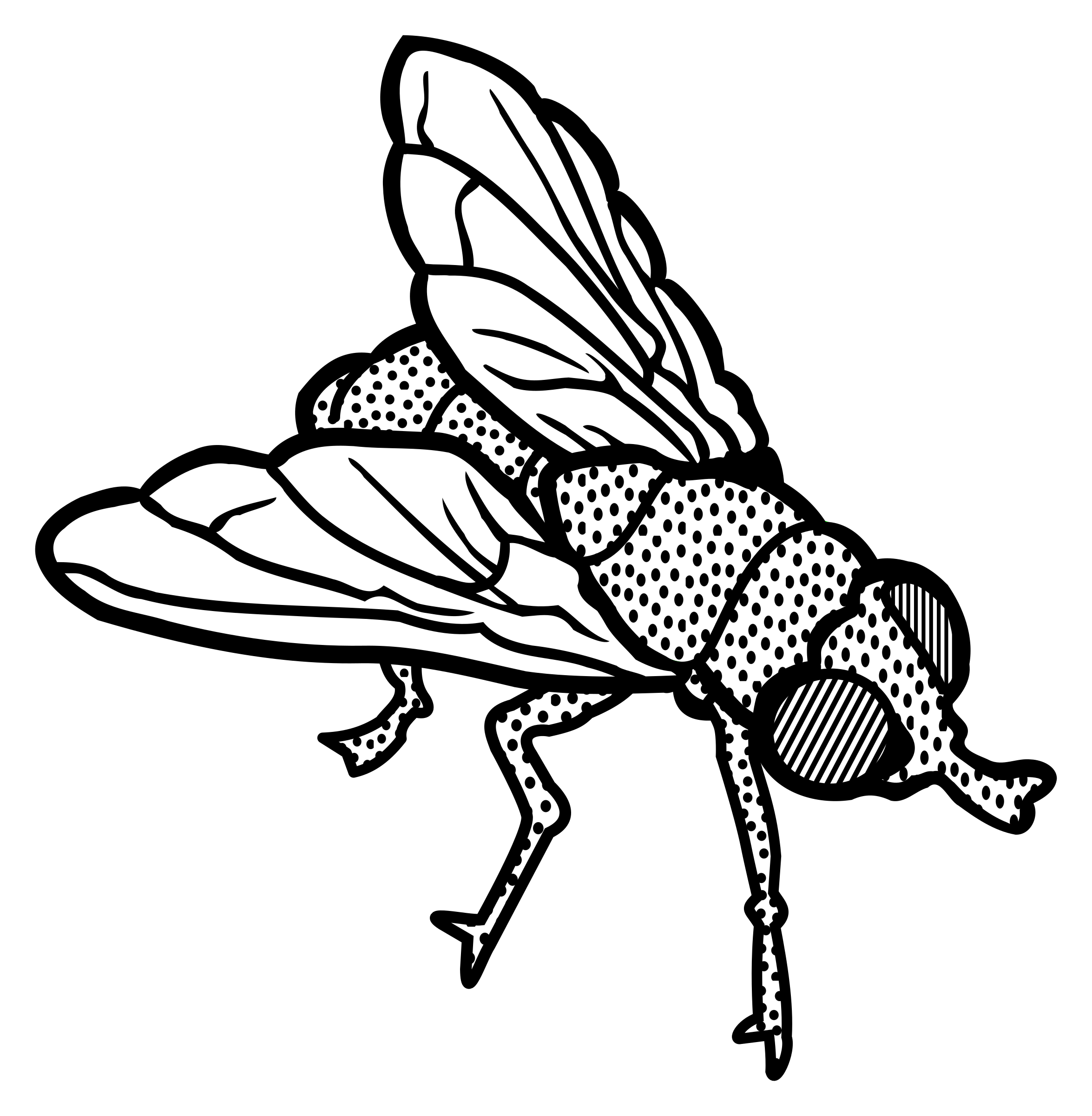 fly clipart winged insect