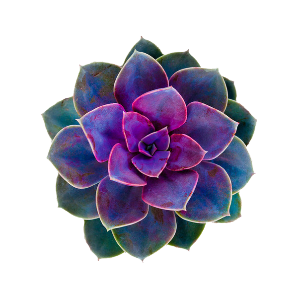 Image result for favorite. Cactus flower png