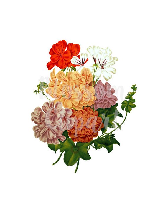 floral clipart illustration