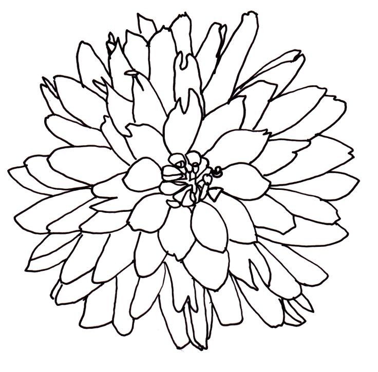 floral clipart line art