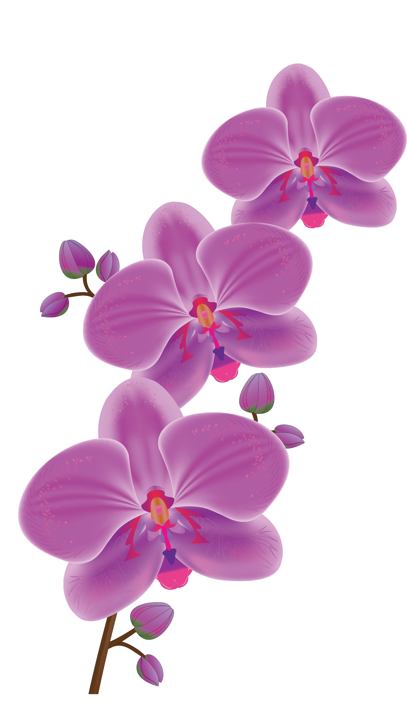 floral clipart orchid