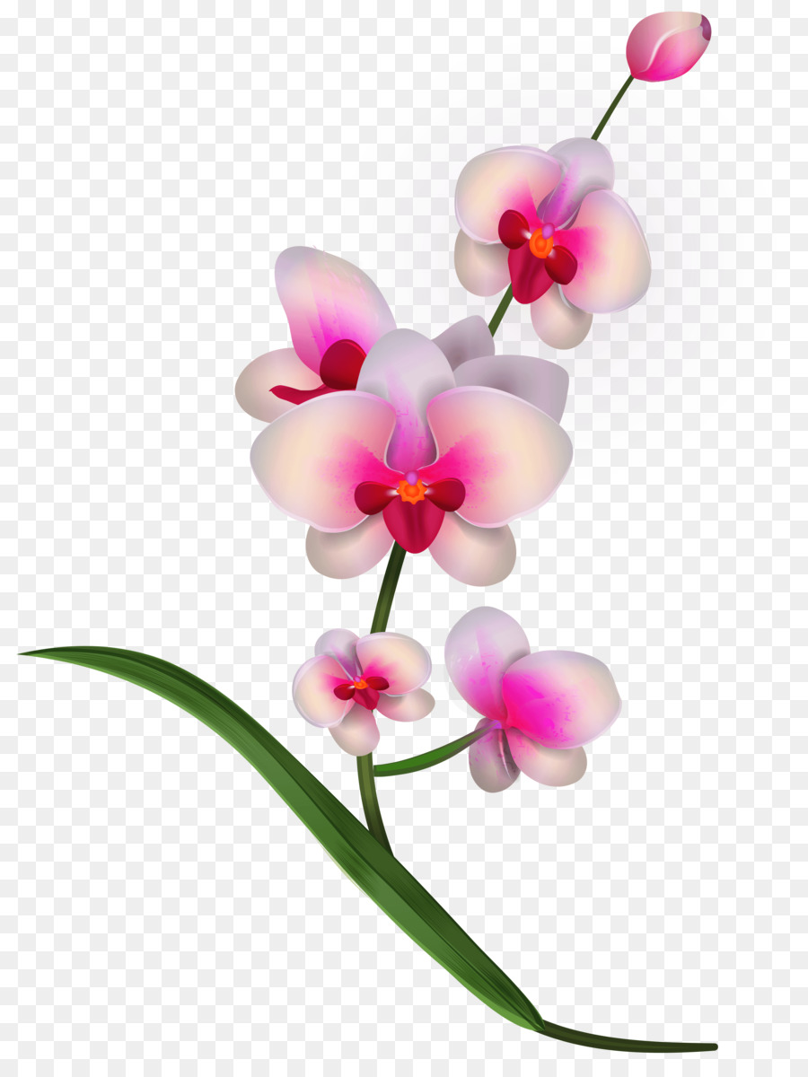 orchid clipart floral