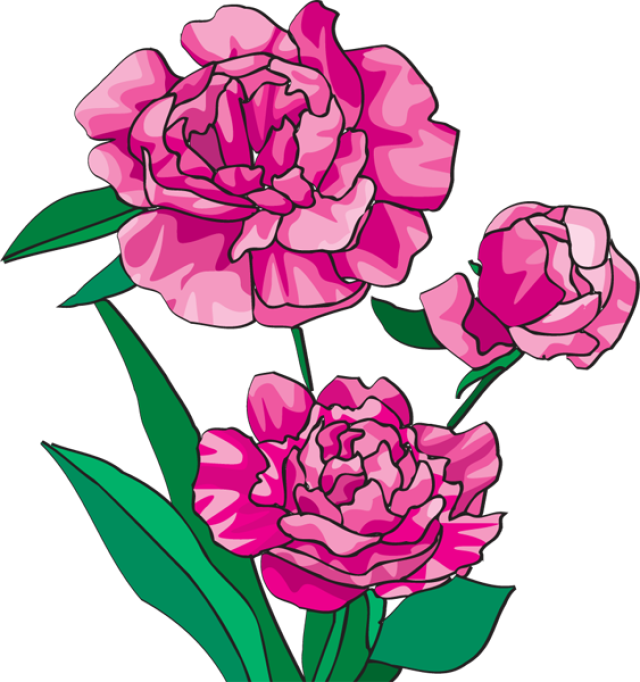 floral clipart peony
