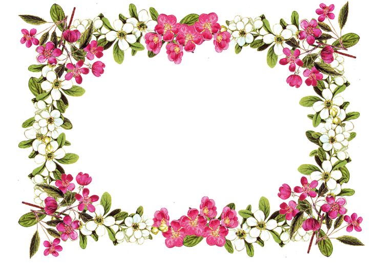 orchid clipart borders