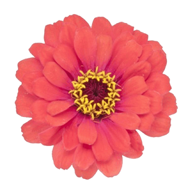 floral clipart sticker