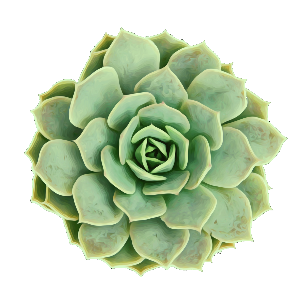 succulent clipart round