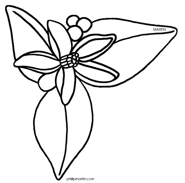 magnolia clipart sampaguita