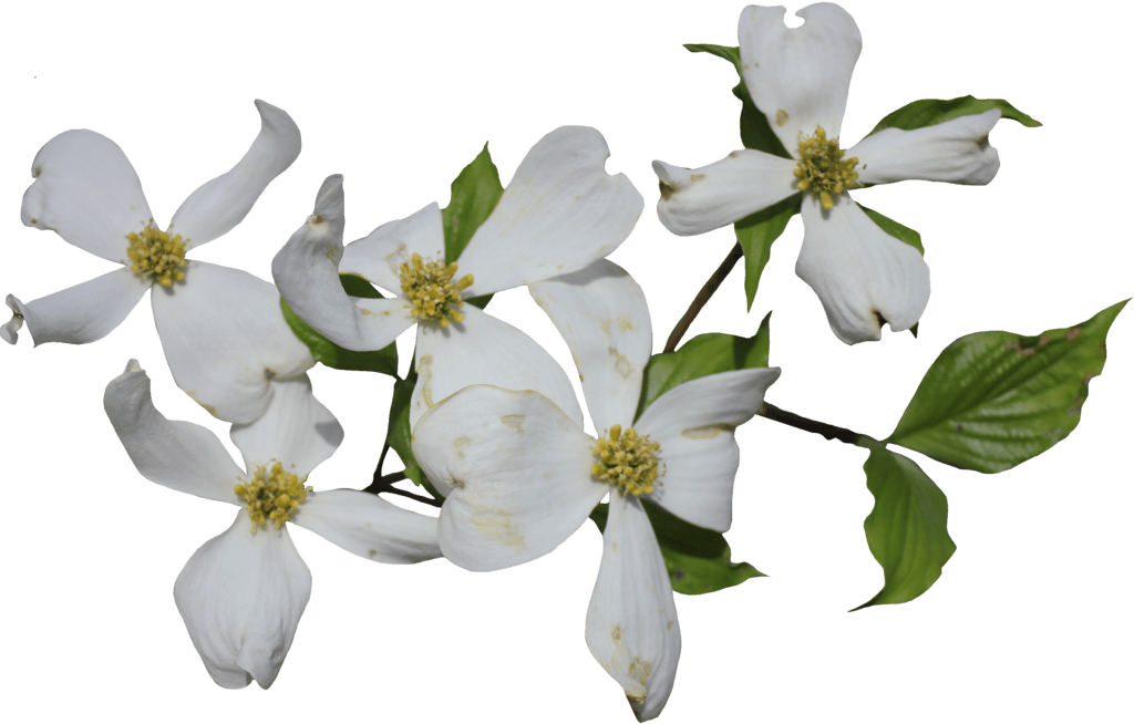 florida clipart flower