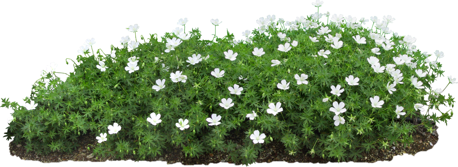 A with flowers on. Flower bed png
