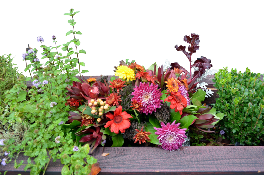 Flower box png. Stock photo cutout by