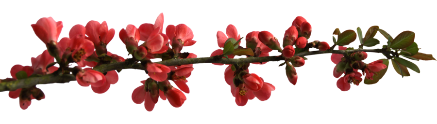 Flower branch png. Flowers with buds by