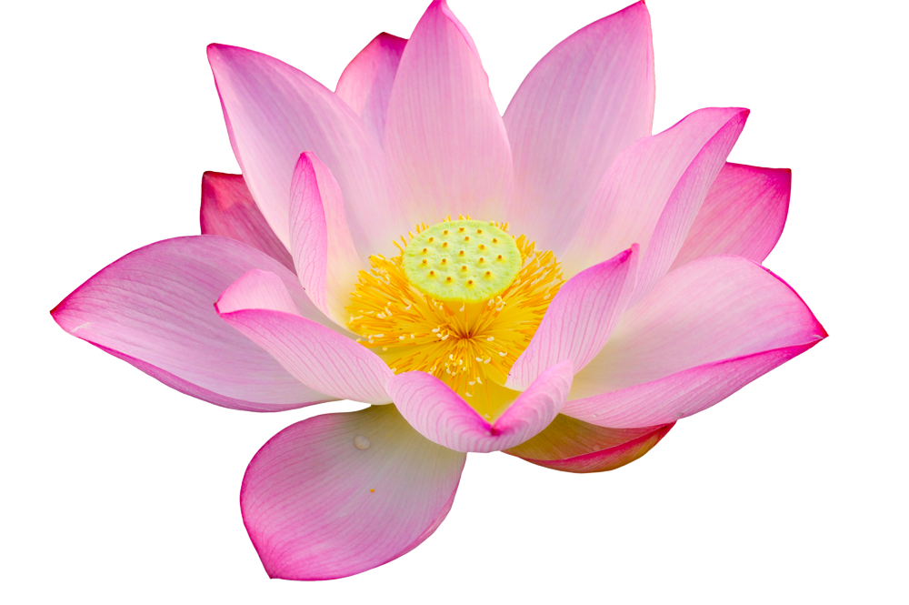 Flower clipart blue lotus. Png images free download