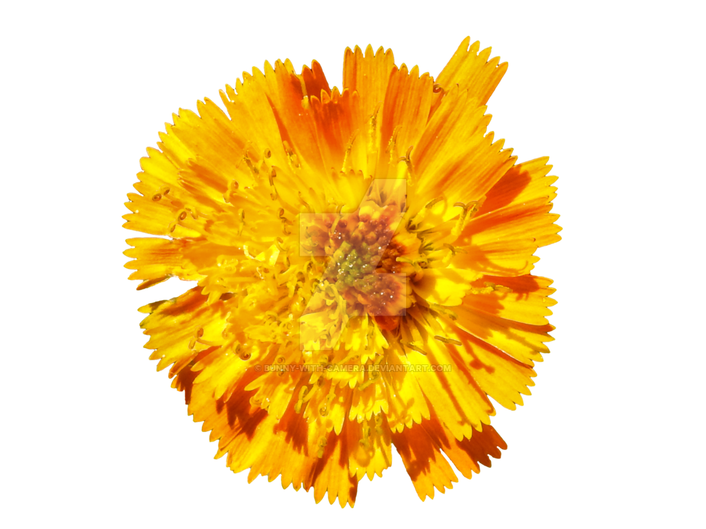 Flower clipart camera. Orange png by bunny