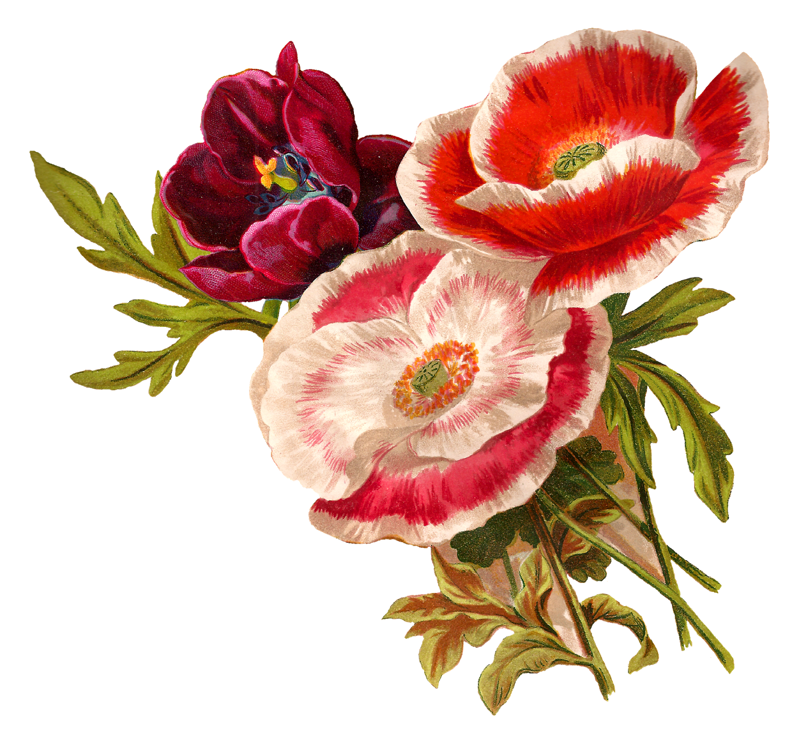 poppy clipart three