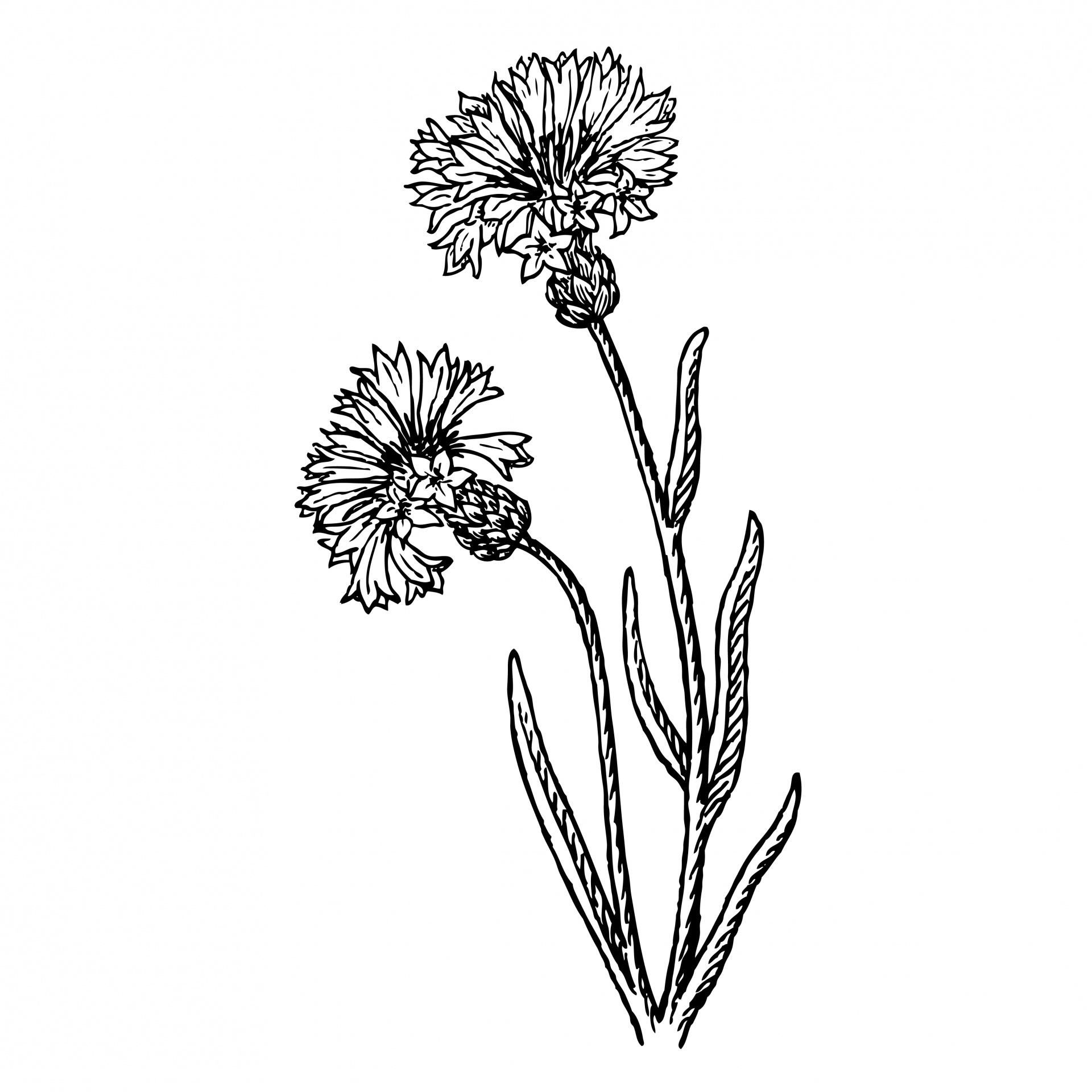 flower clipart illustration