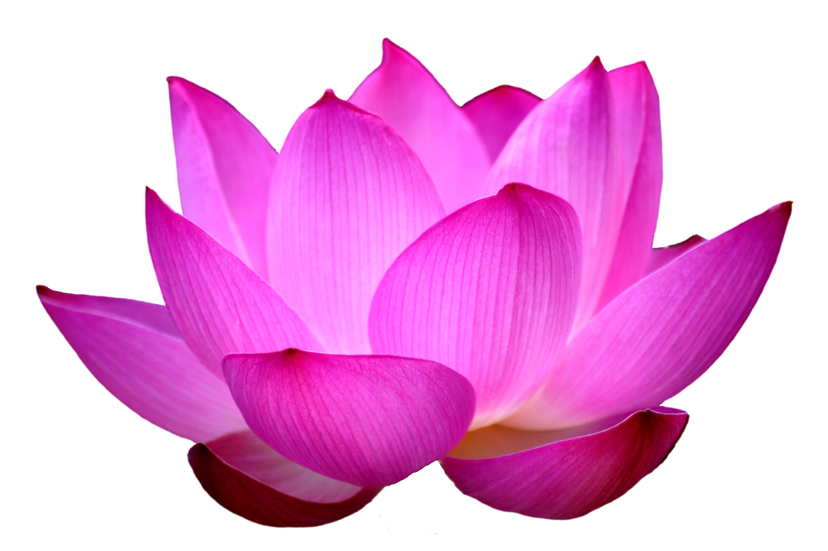 lotus clipart chakra