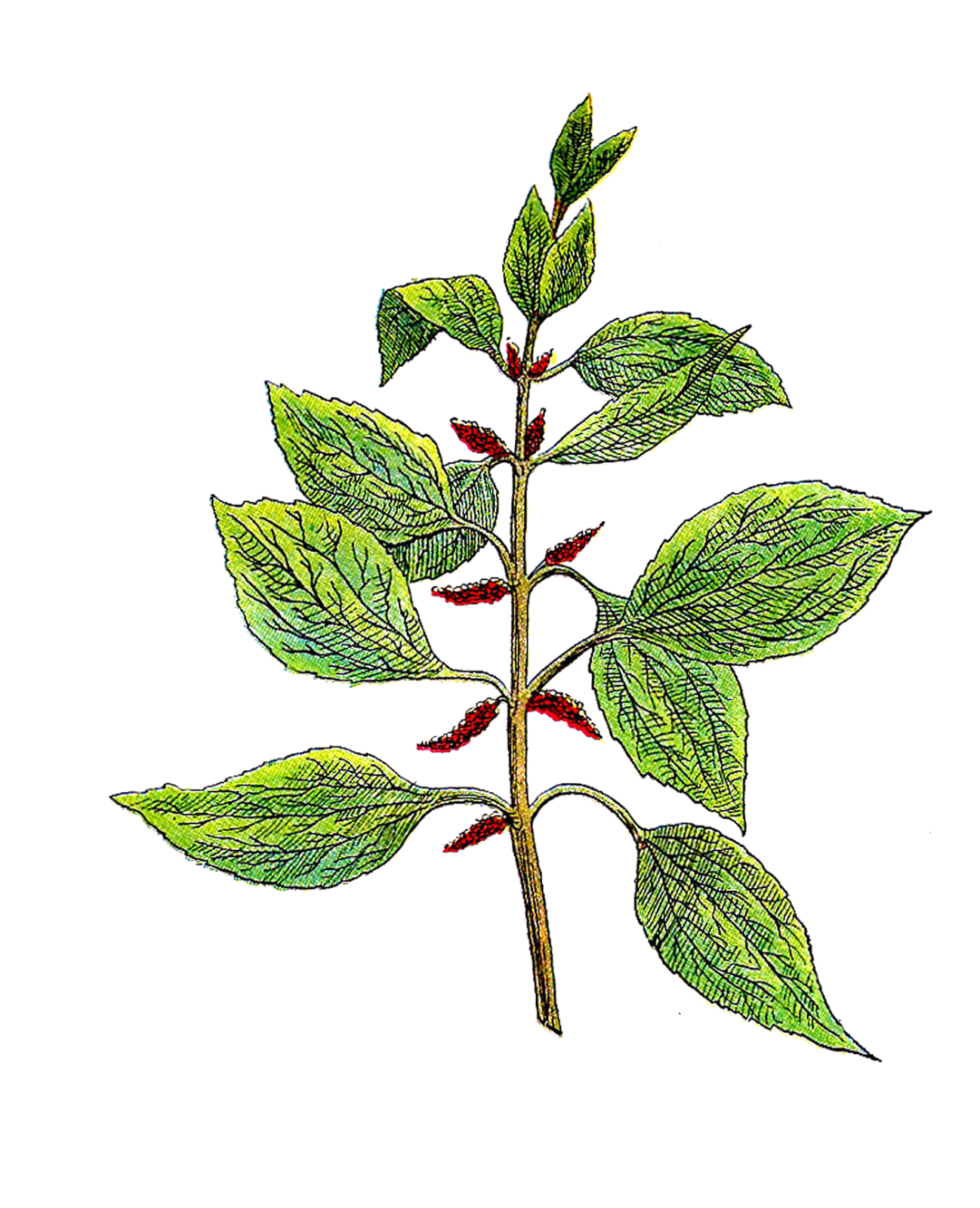 Flower clipart root. Antique images free botanical