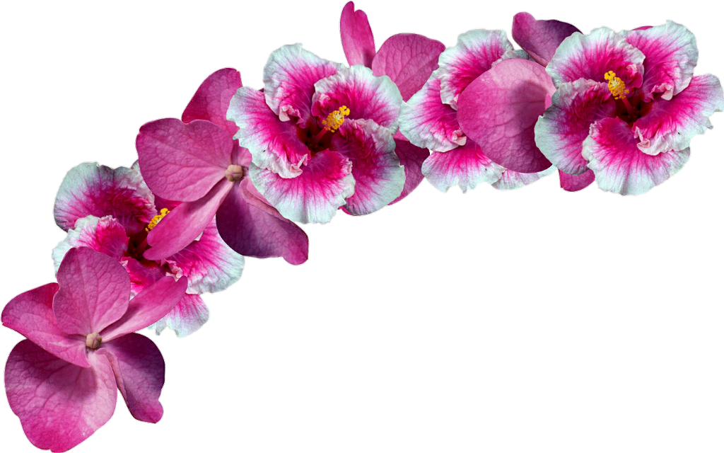 Flower crowns png. Images wallpaper hd pink