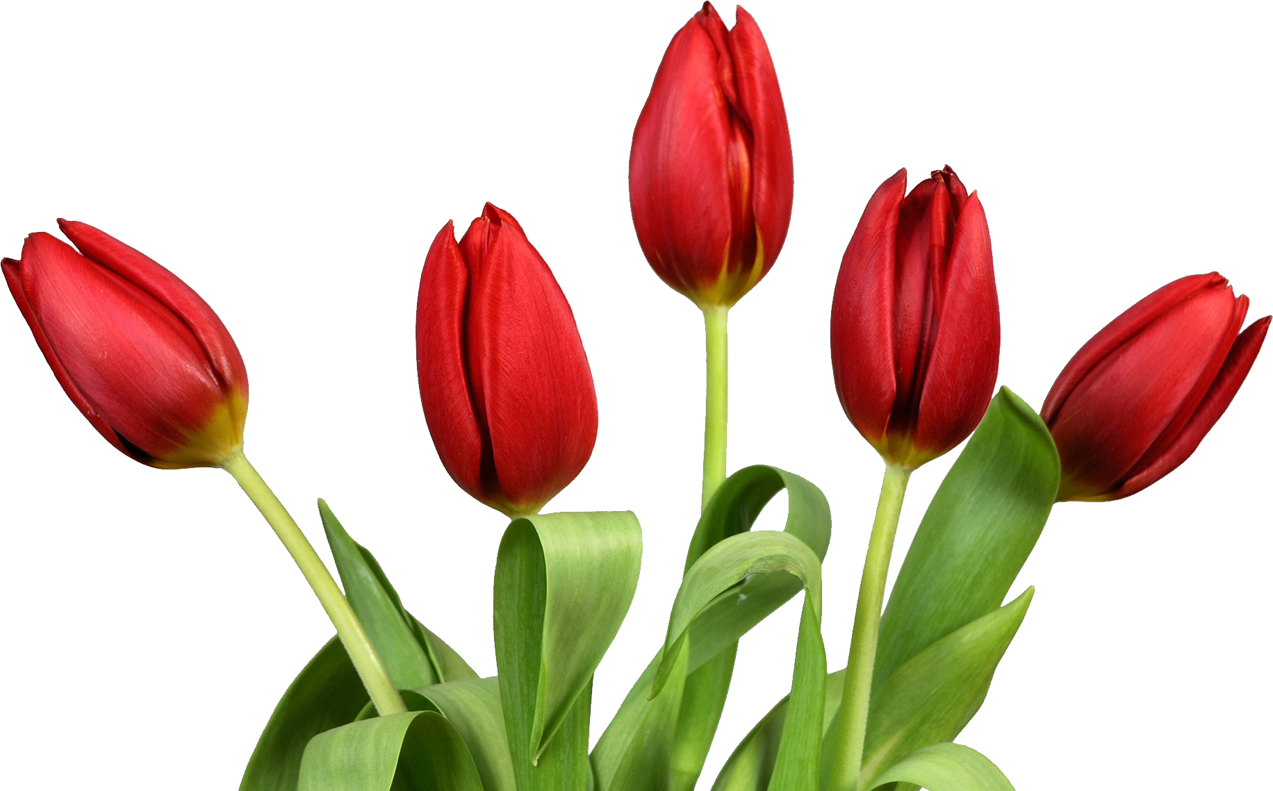Tulip images free gallery. Flower image png