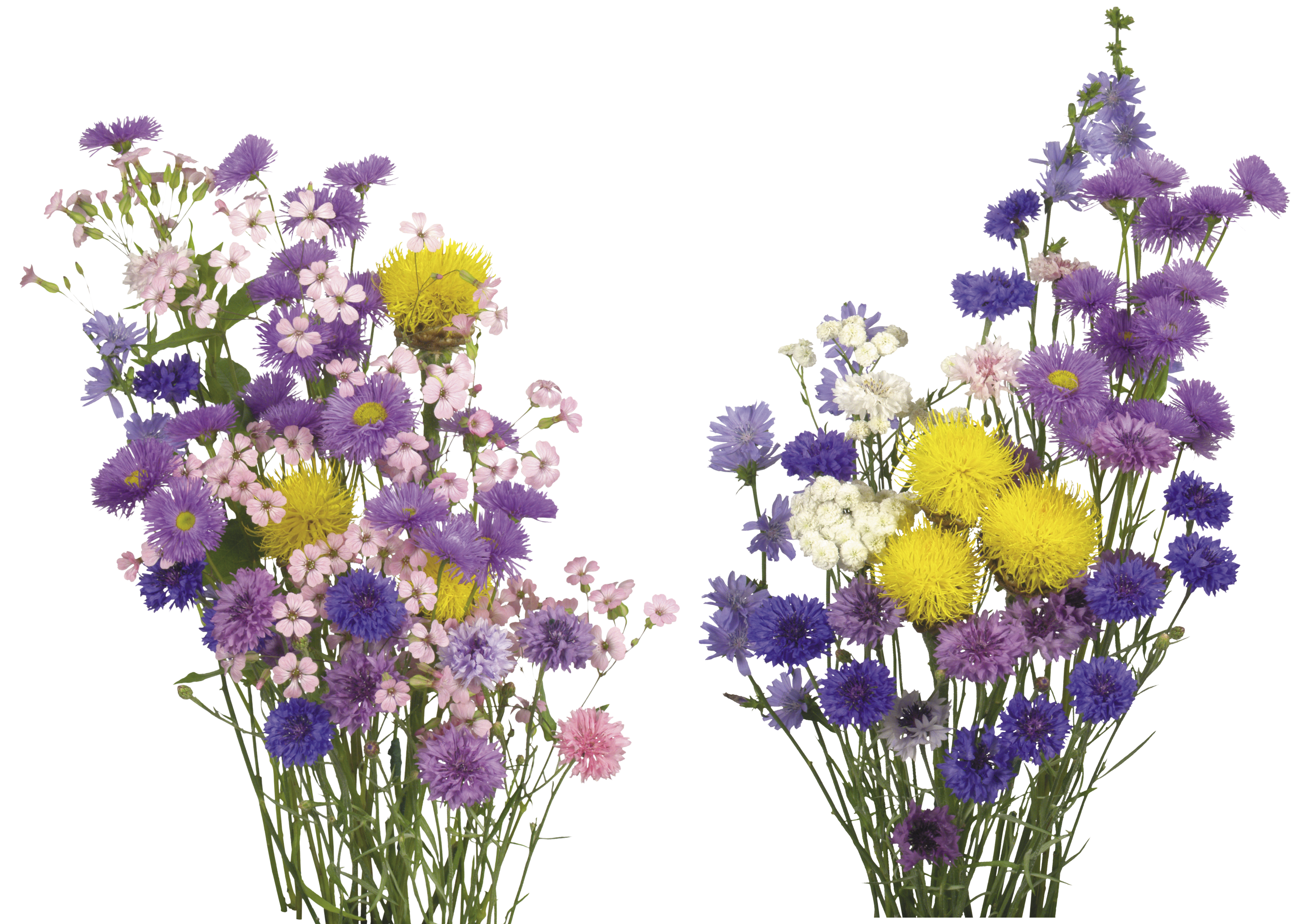 English lavender cut flowers. Flower overlay png