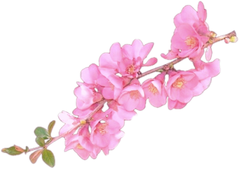 Flower overlay png. I love this for