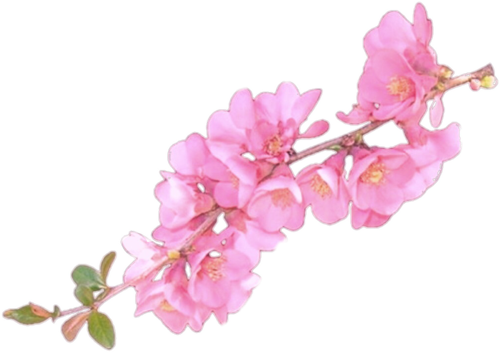 50+ Overlay Tumblr Transparent Background Flower Crown Png Gif