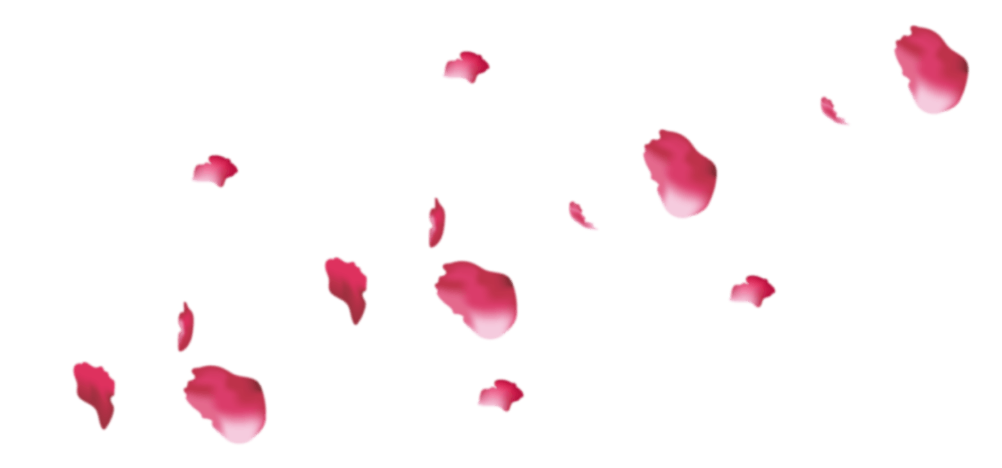 Flower petal png. Pink rose petals transprent