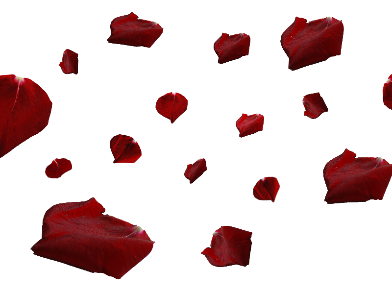 Red rose isolated objects. Flower petals png