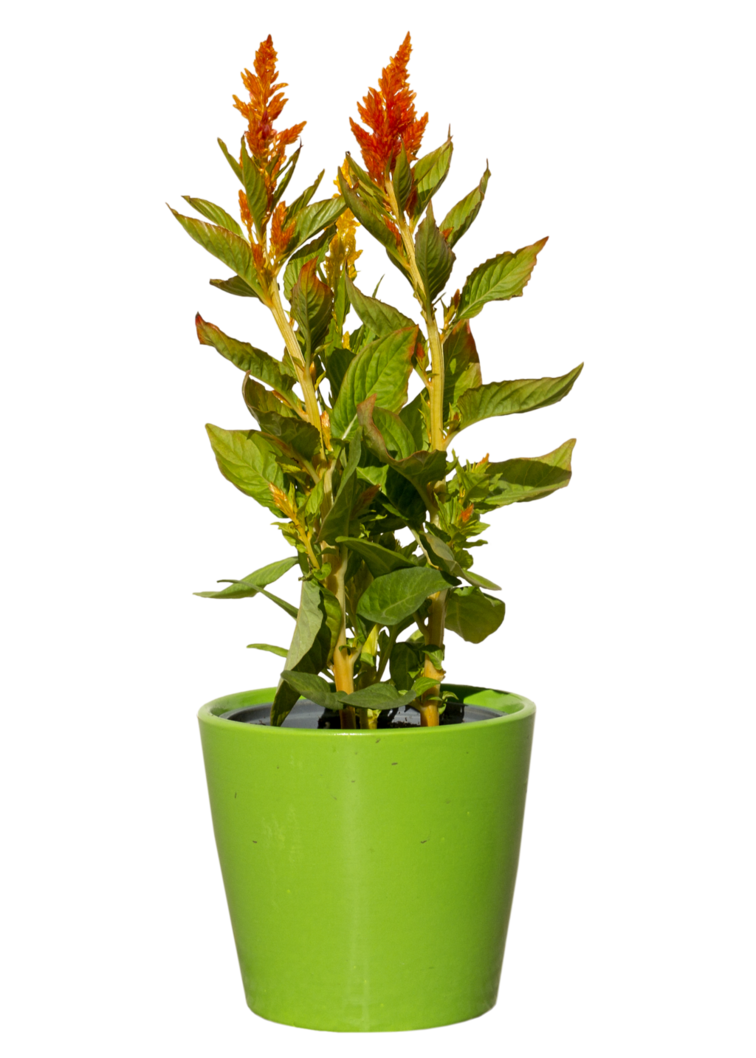 Green with red flowers. House plant png