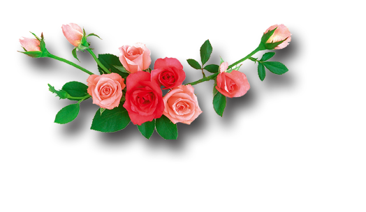 Rose hd images free. Flower png transparent
