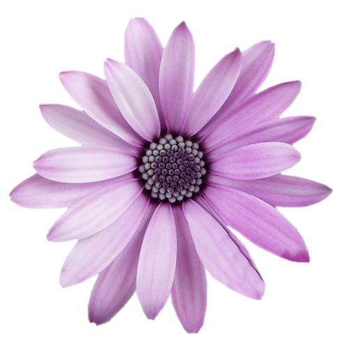 Freetoedit with background. Flower png transparent