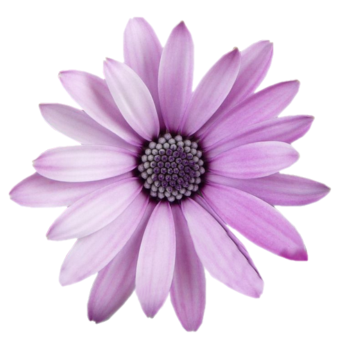 flower png transparent