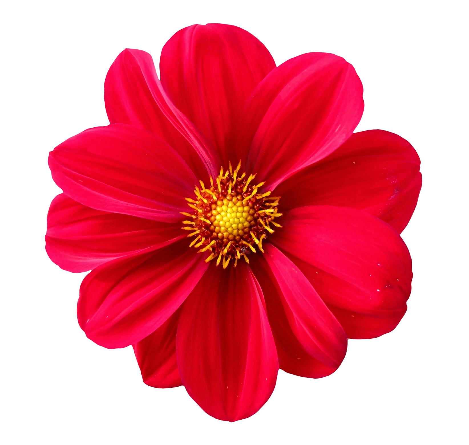 Images pluspng dahlia image. Flower png transparent