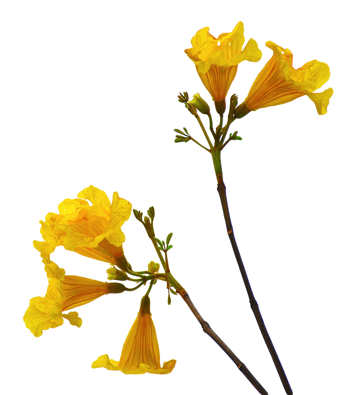 flower stem png