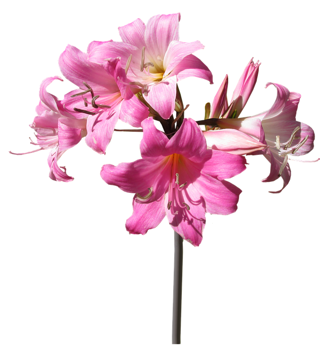 Flower stem png. Free photo lily belladonna
