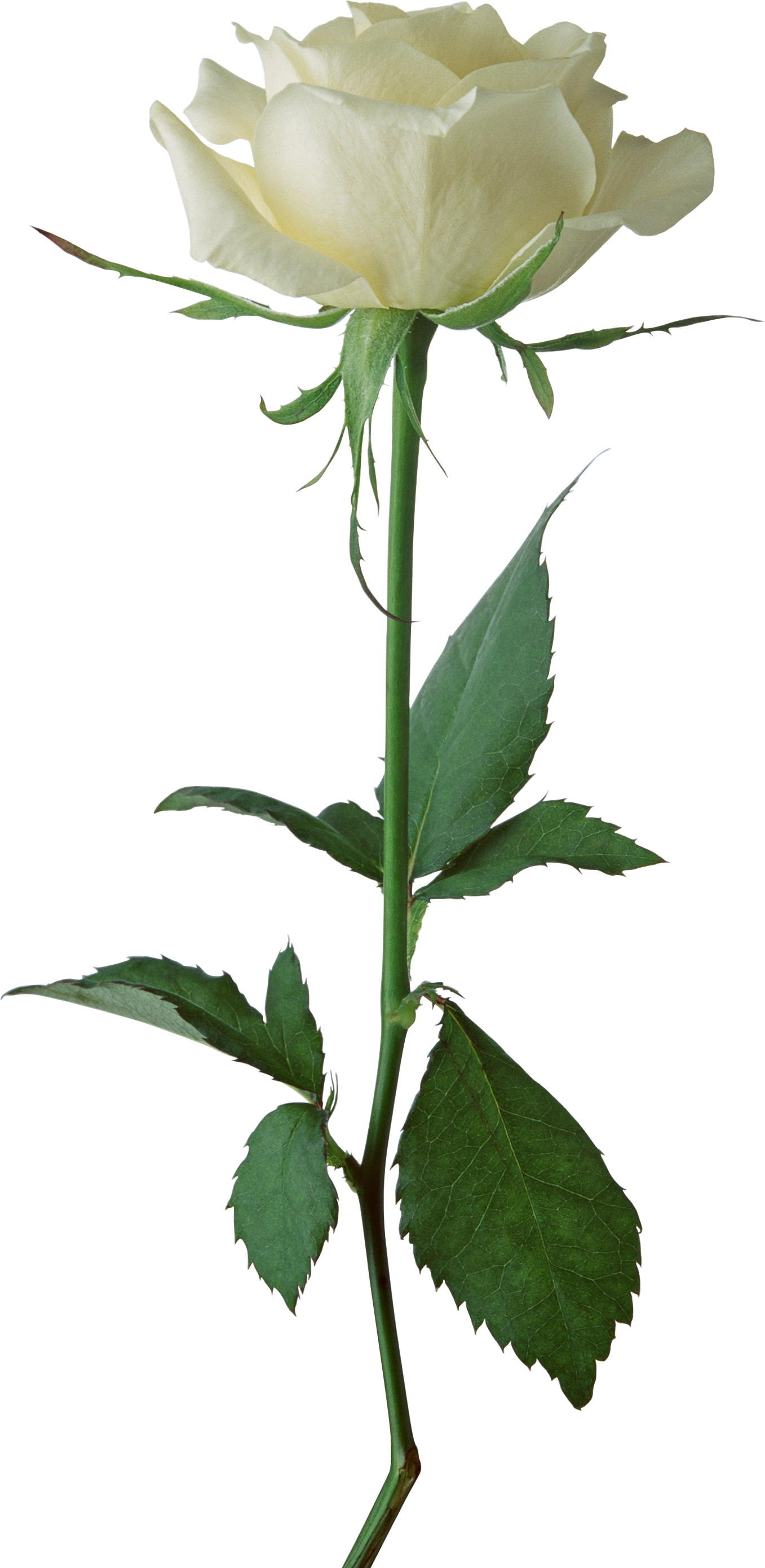 Flower stem png. White rose image picture