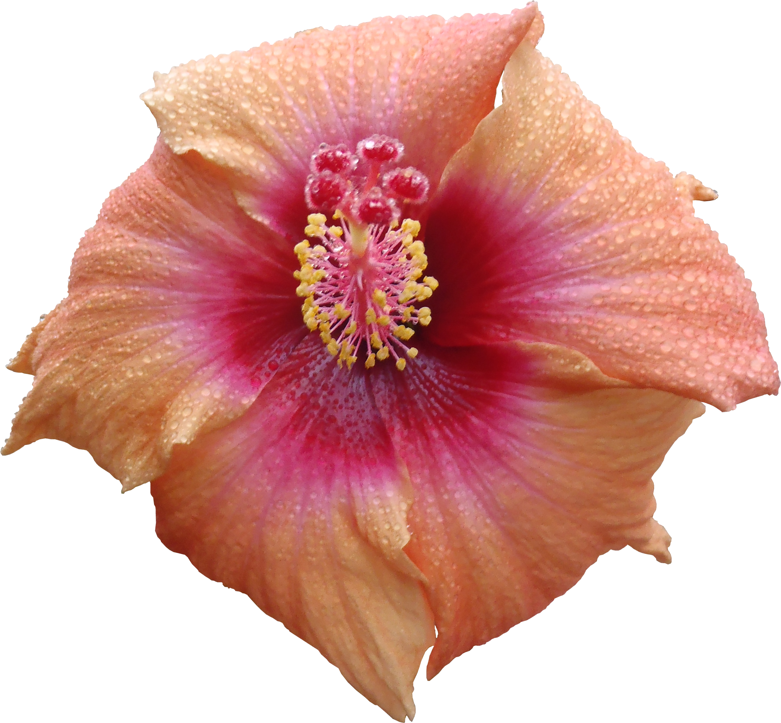 Flower texture png. High quality flora textures