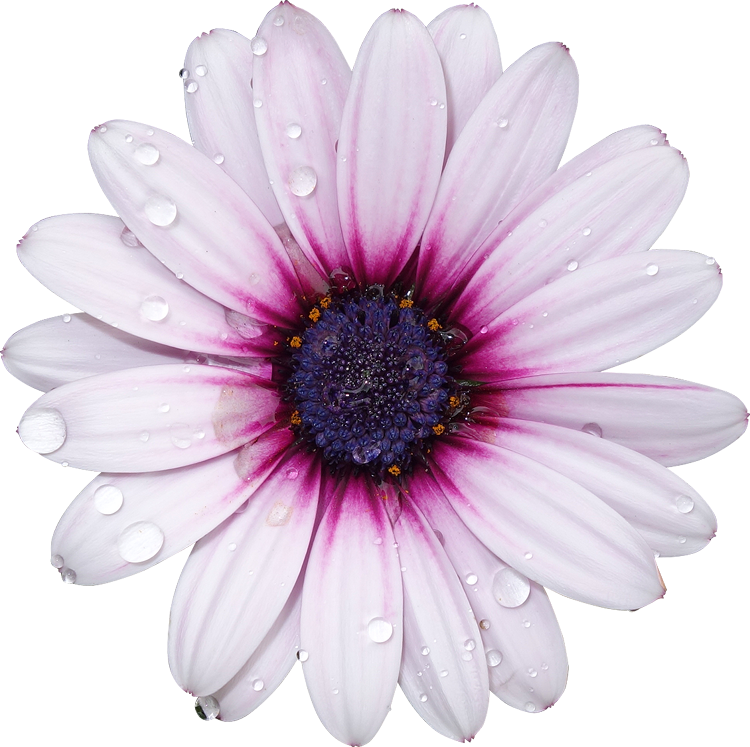 Freetoedit with a background. Flower transparent png