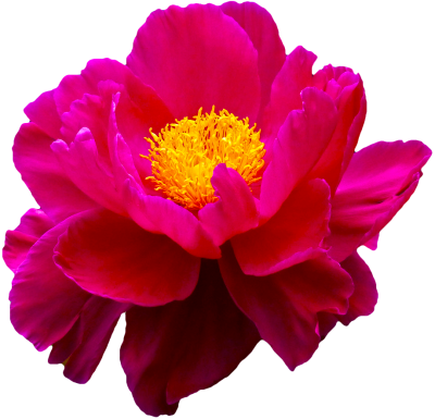Flower transparent png. Download free image and