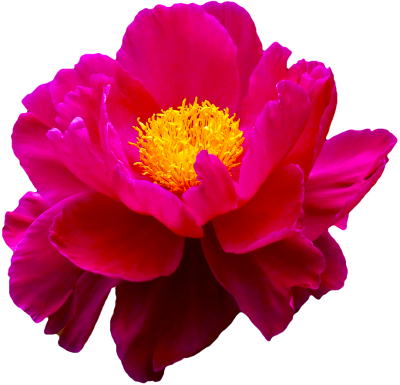 flower transparent png