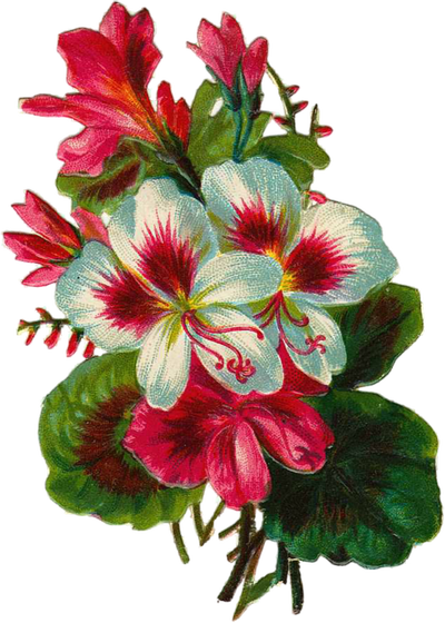 Flower transparent png. Free digital images vintage