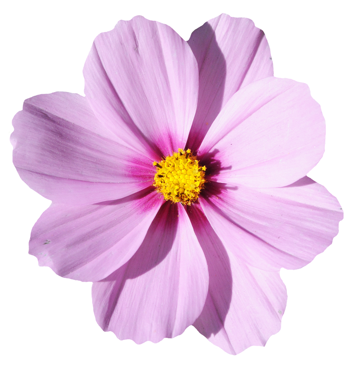  Flower  transparent  png  Flower  transparent  png  Transparent  