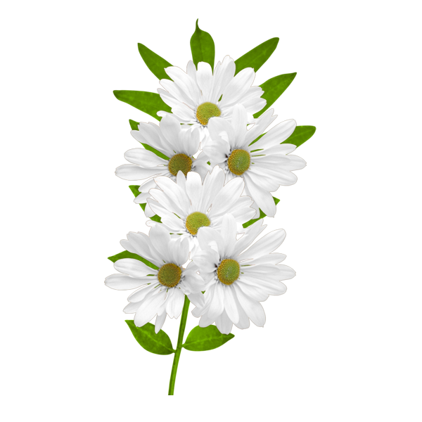 White daisies pics for. Flowers clipart blue jasmine