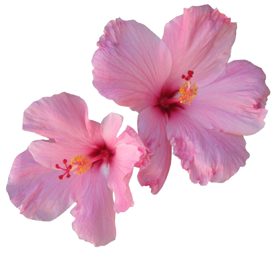 flowers clipart kawaii