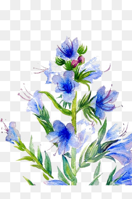 Featured image of post Larkspur Flower Clipart Hand drawn clipart line drawing drawn with pen on white paper in 2017