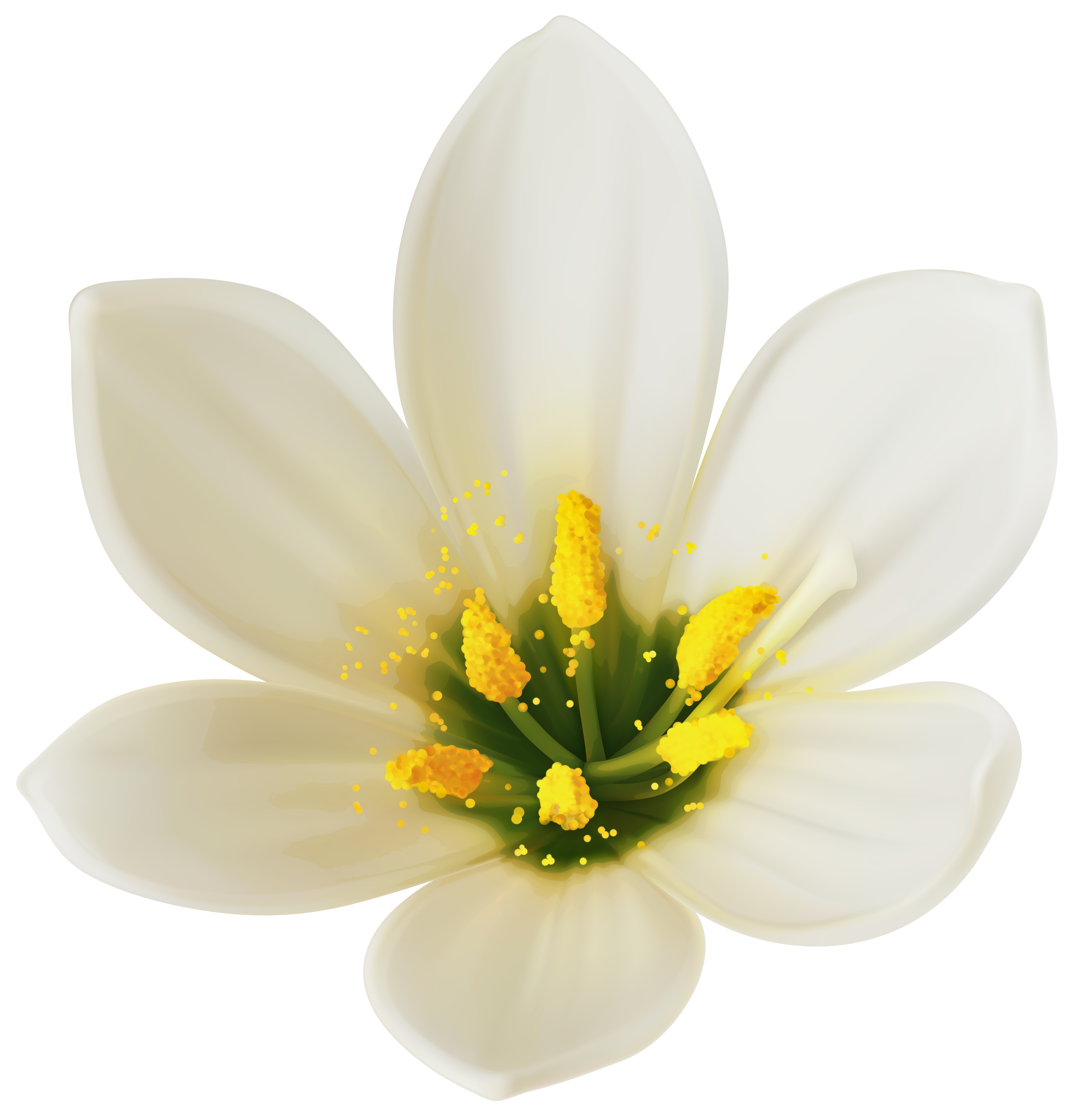 white flower clipart png